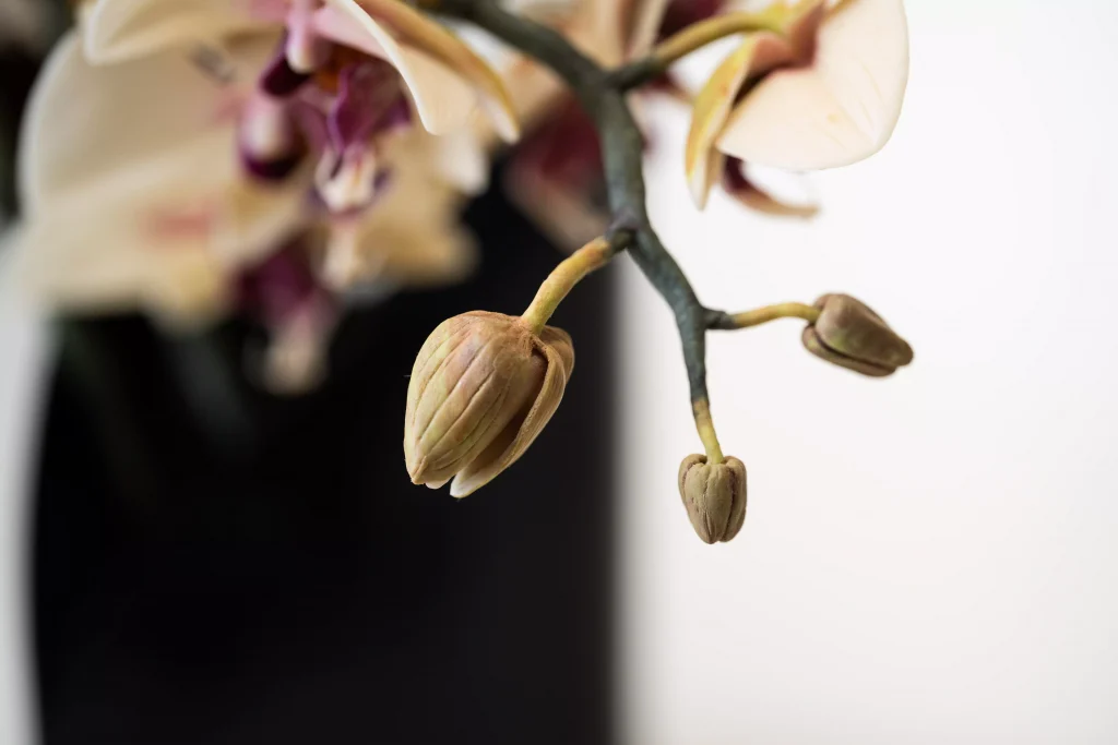 L’Attente. V.VAL. Détail de bourgeons de phalaenopsis en Wepam.