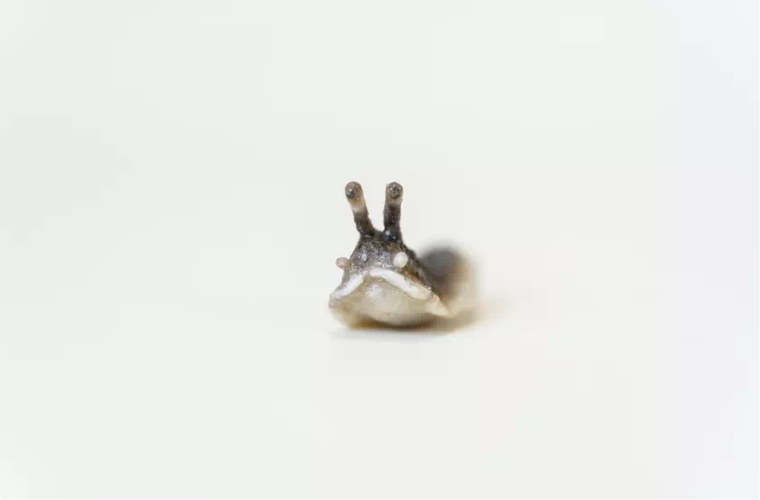 Logo_vval_sculptrice_faune_et_flore_keraflex_porcelaine_wepam_silicone_anamorphose